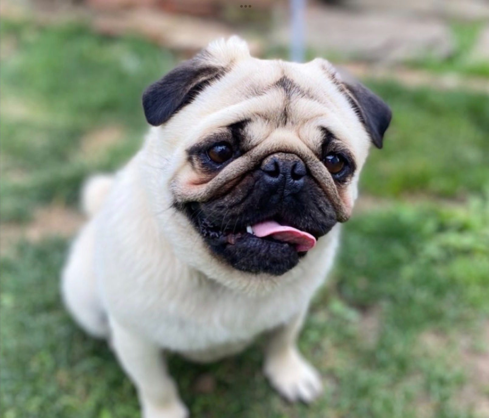 deny dog friend