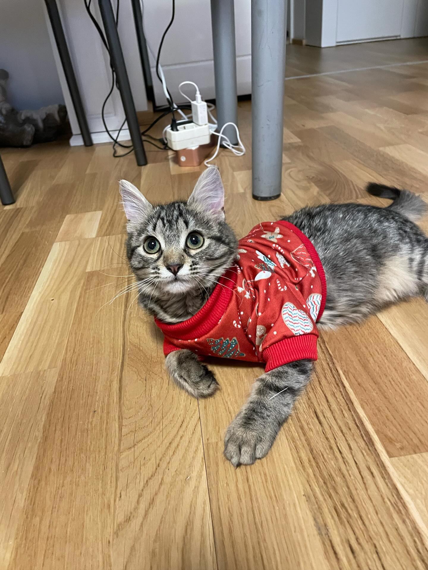 Zea Weihnachtsoutfit