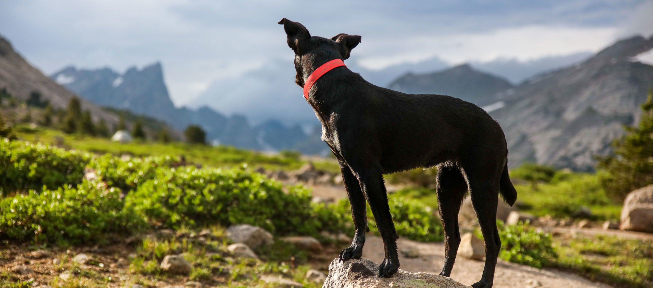 Urlaub mit Hund Österreich
