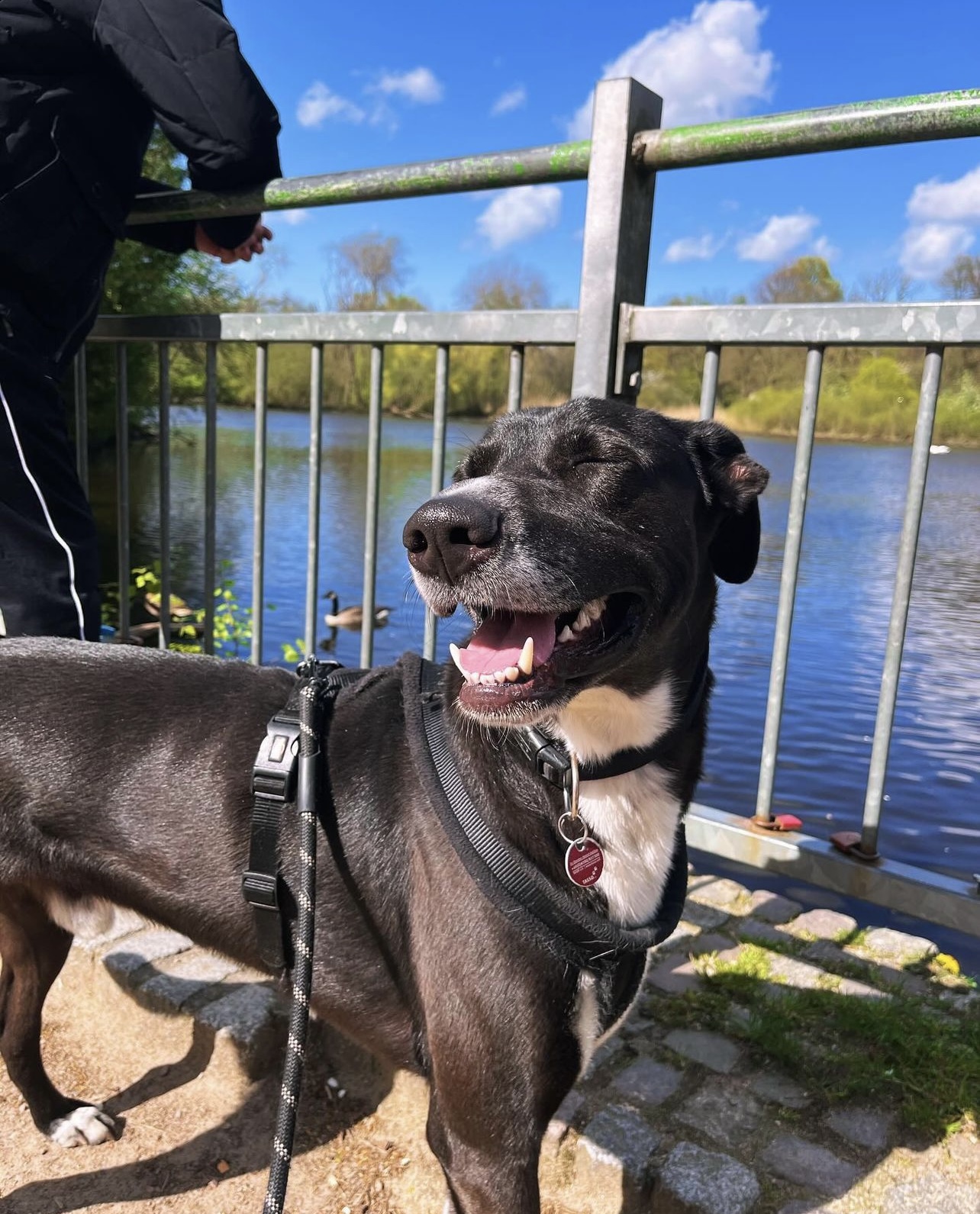 Muffin, der fröhliche Hund