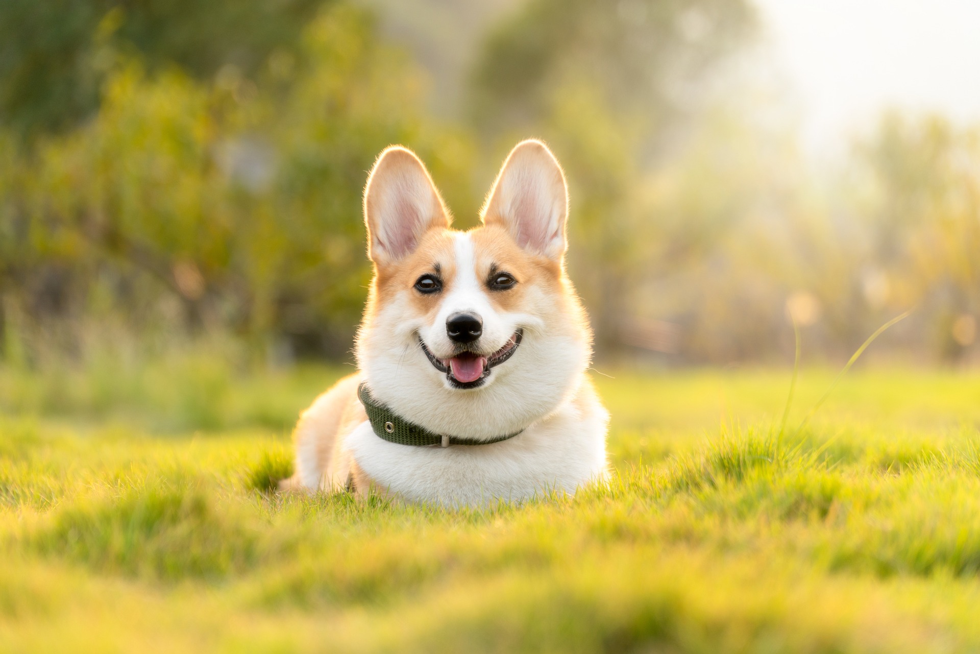 Hundefriseur Graz Umgebung