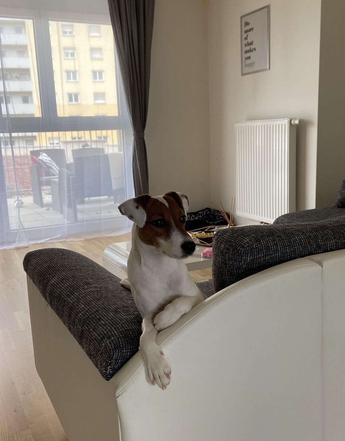 Sky, ein liebevoller und neugieriger Hund, der der perfekte Begleiter für jeden Moment ist.