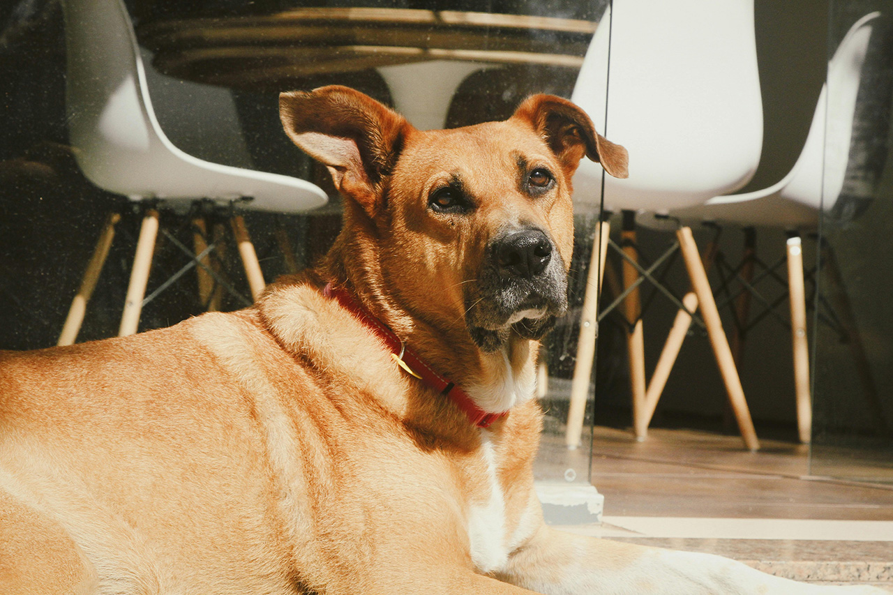 hundefreundliche Café Graz