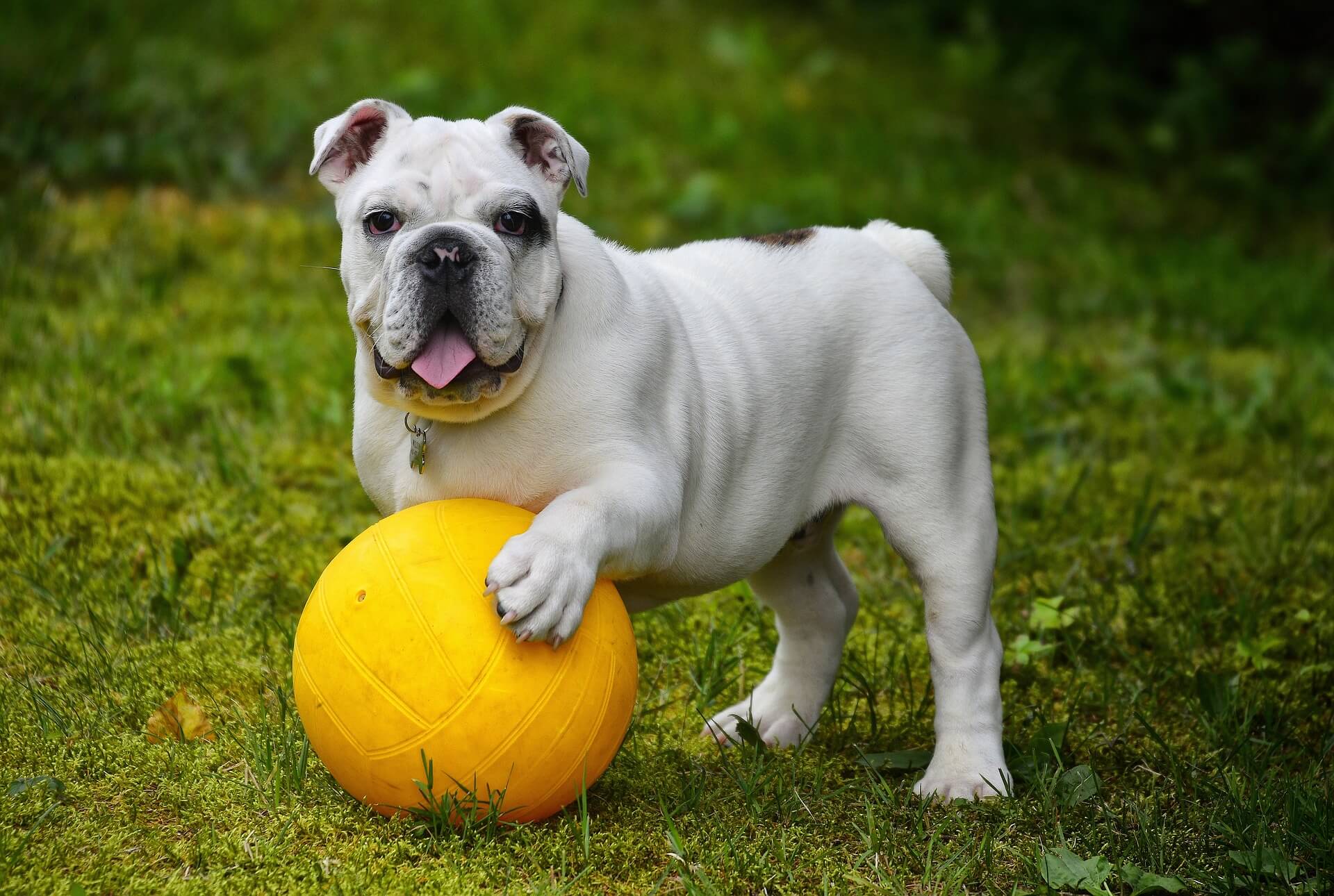 Hunde Wien glücklich