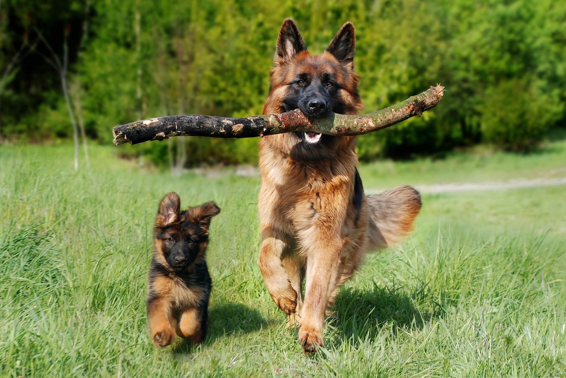 Hundetrainer