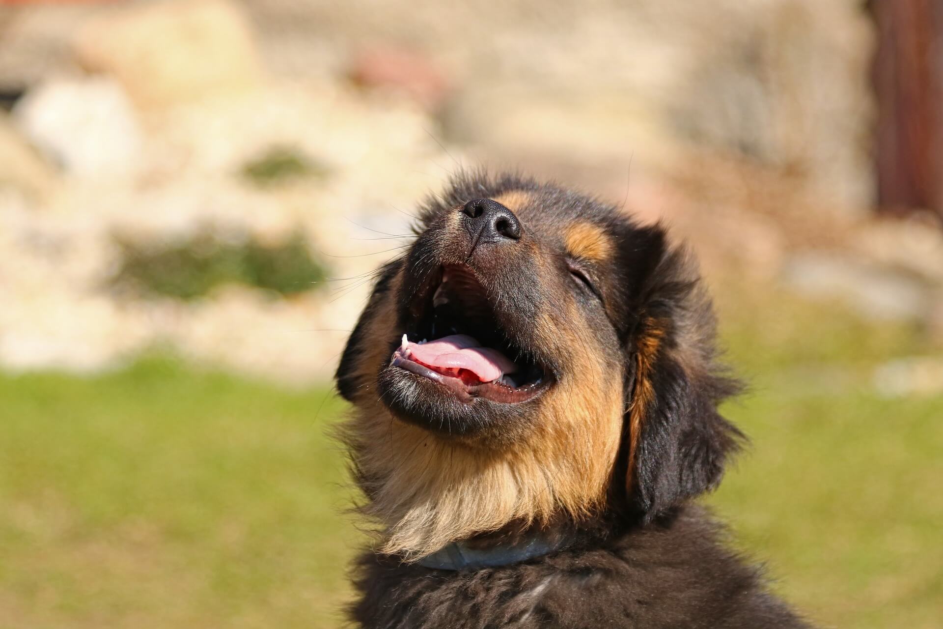 Hundewiese Wien Favoriten