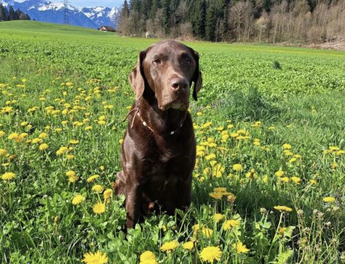 Sunny – Der Strahlende Begleiter