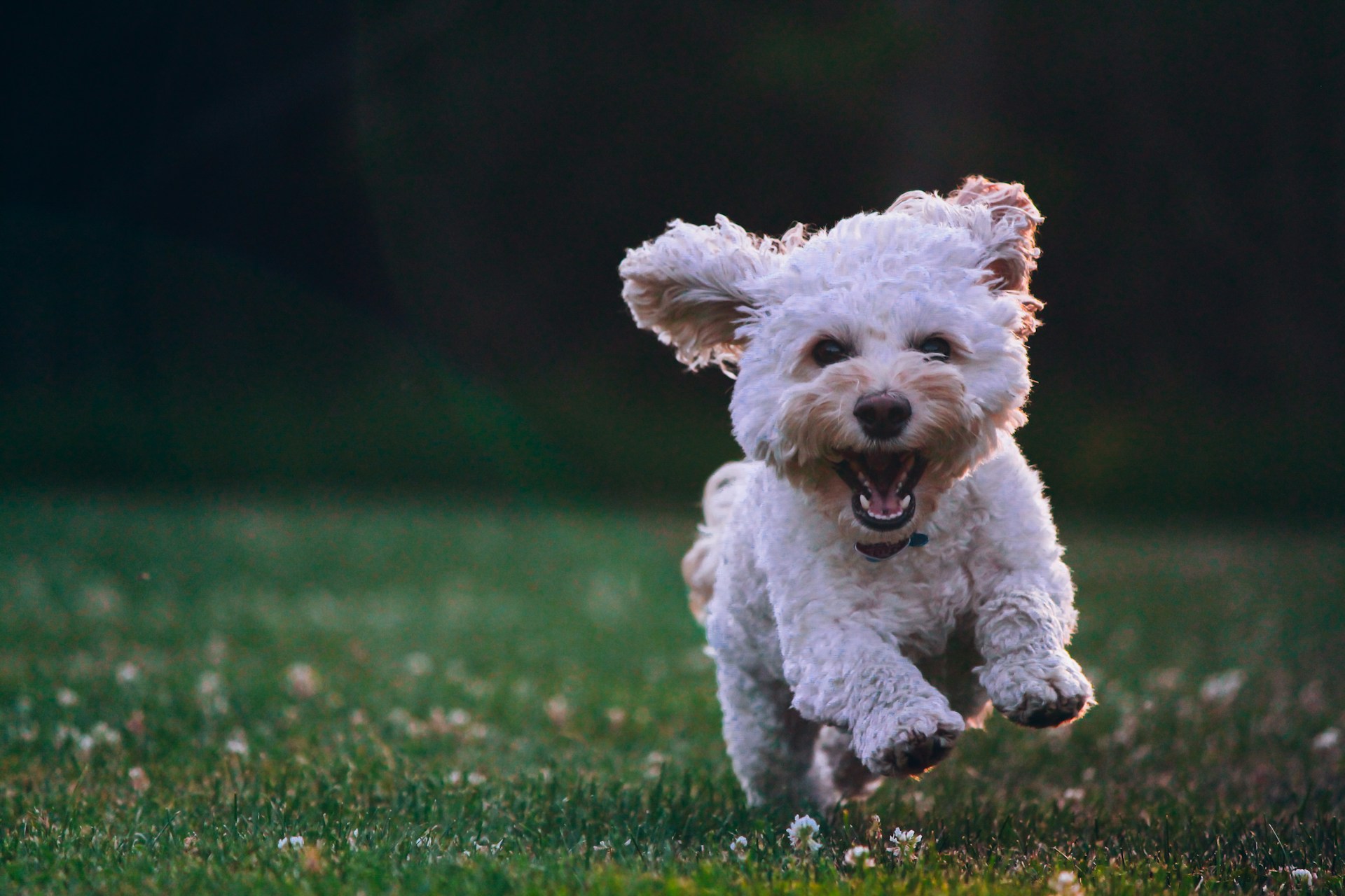 Hunde in Wien