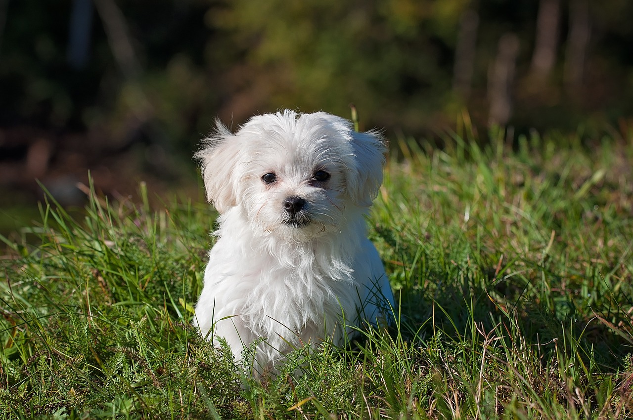 Hunde in Wien