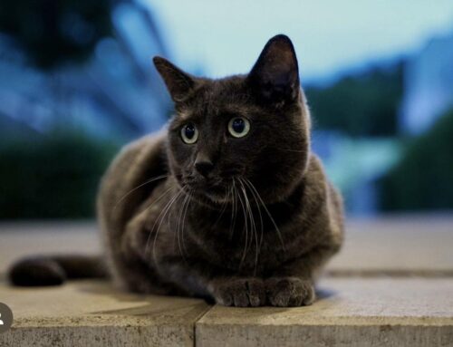 Sammy – The Golden Cat