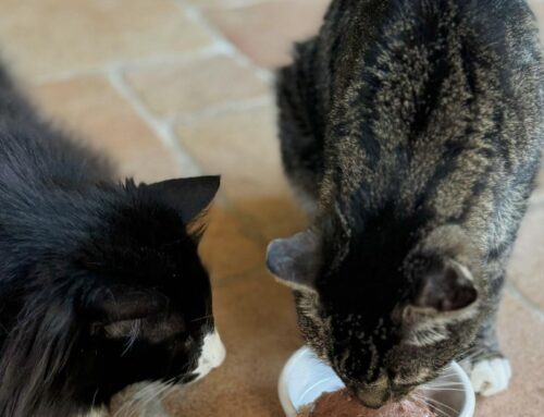 Steffis Katzen – Gemeinsame Mahlzeit, Gemeinsames Glück