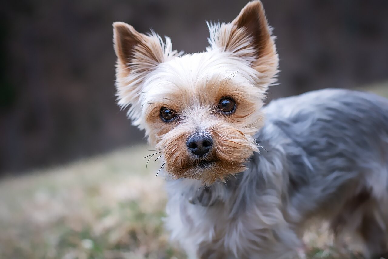 Hundefriseure Wien