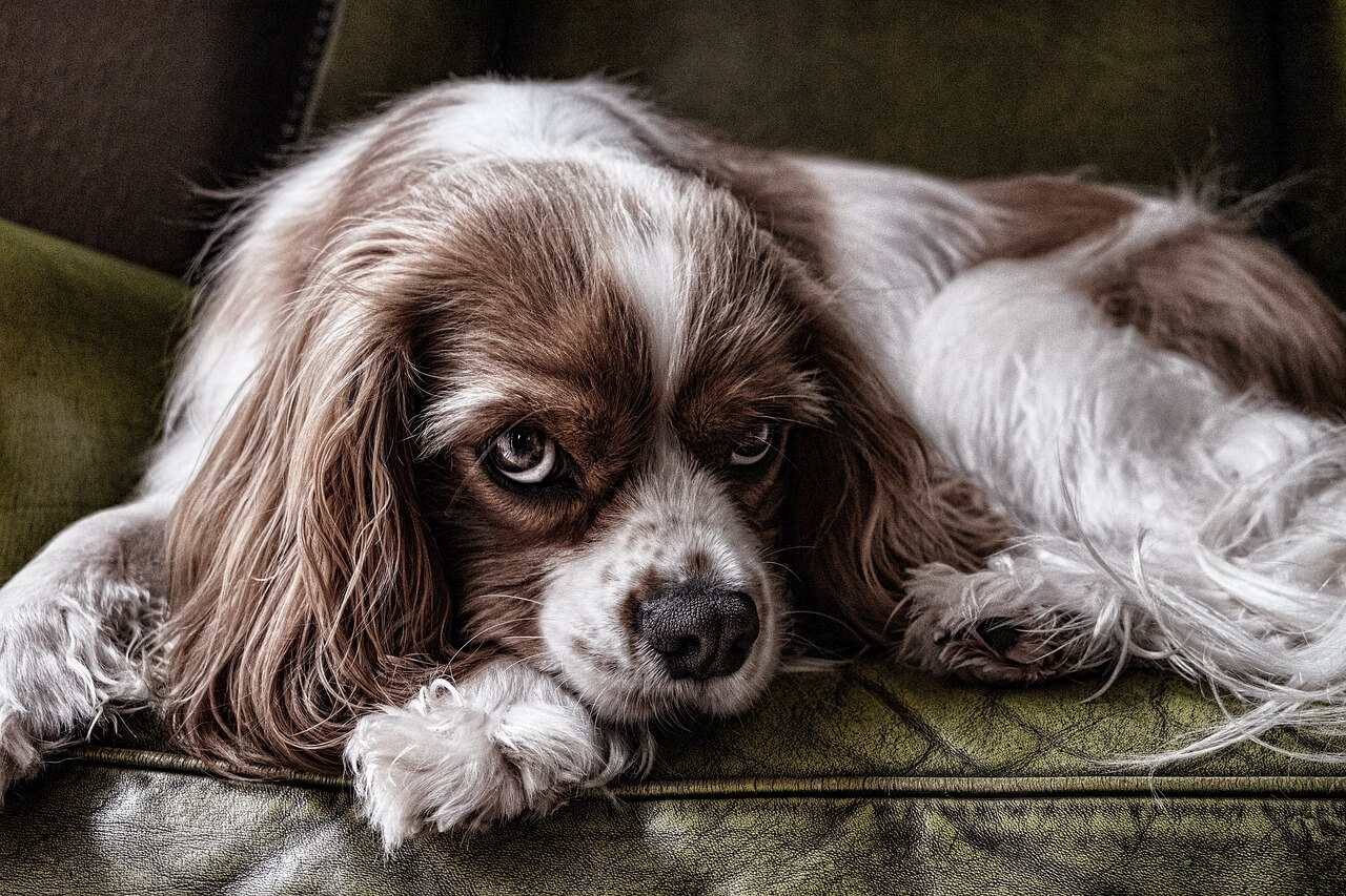 Hundefriseure in Graz