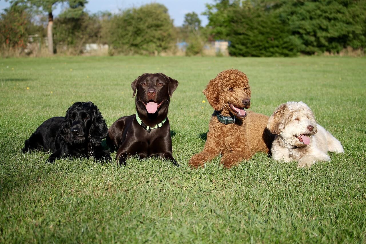 Hundefrisuren Österreich