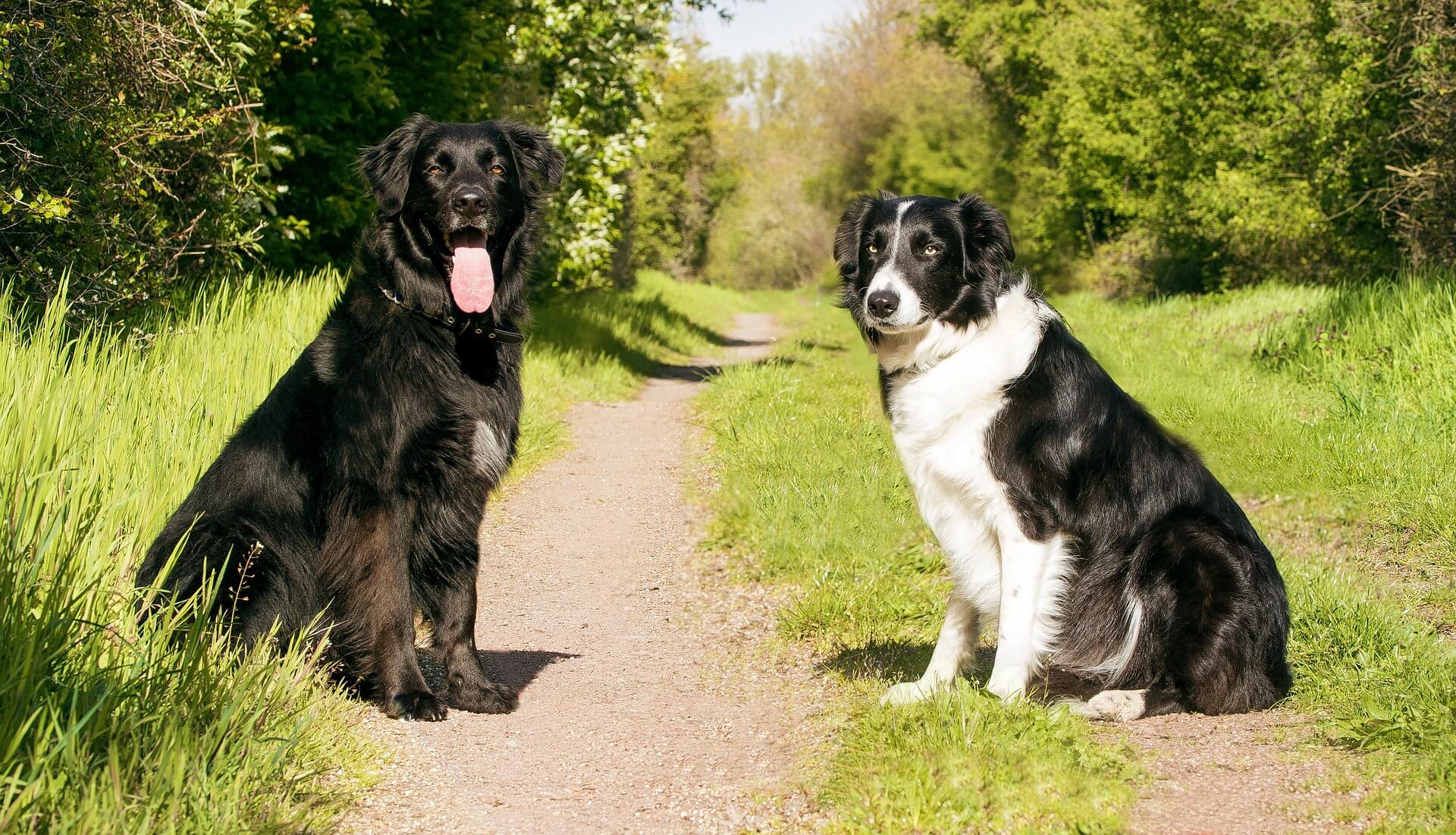 Hundetrainings 
