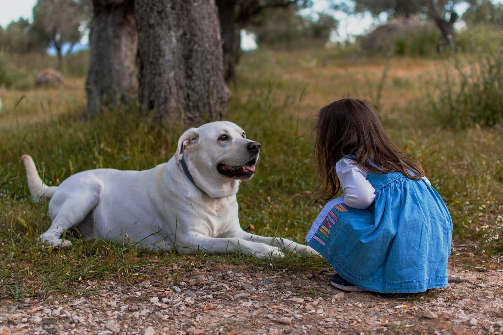Hundewiesen für Hunde