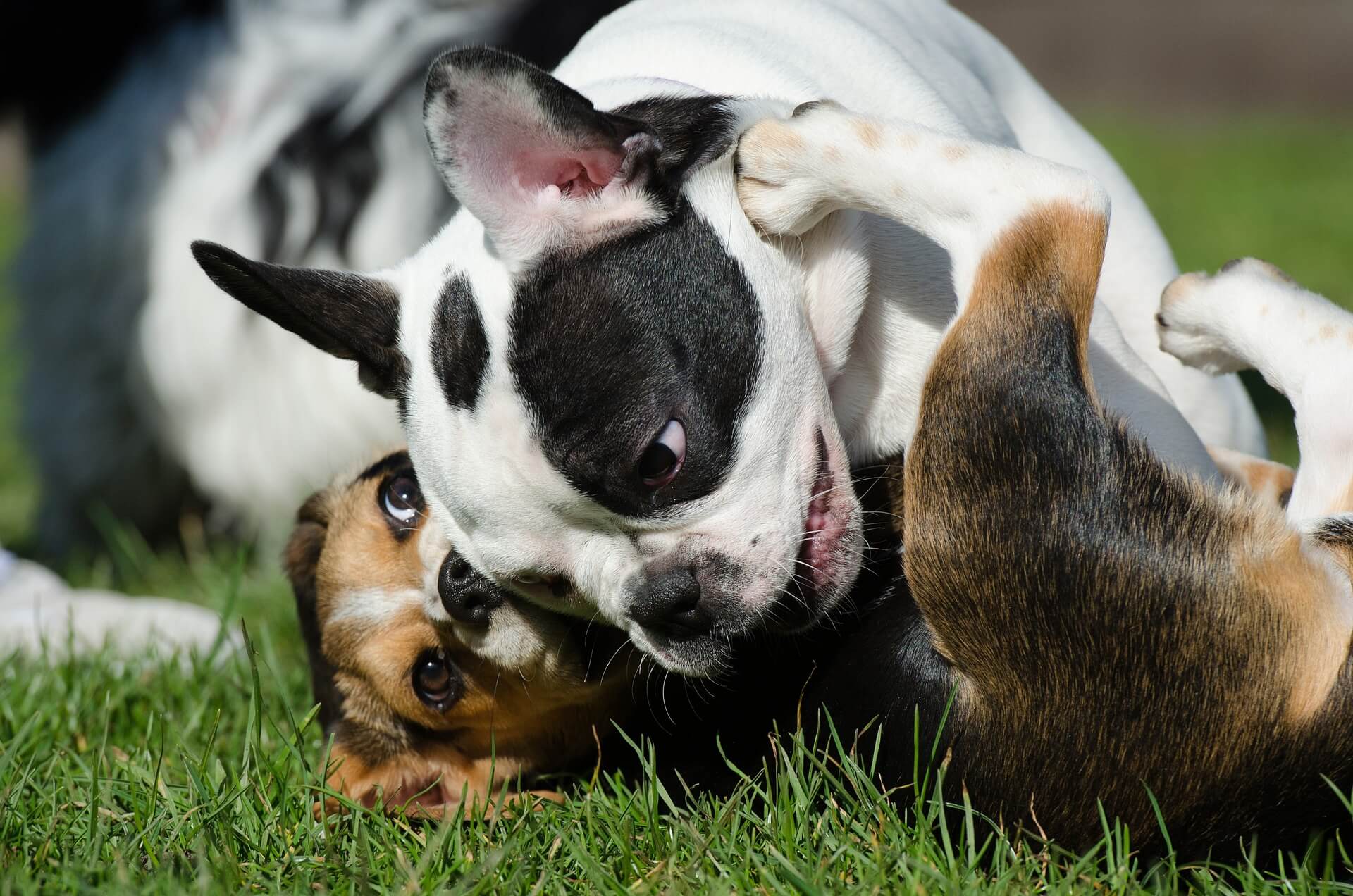 Hundewiesen für ältere Hunde