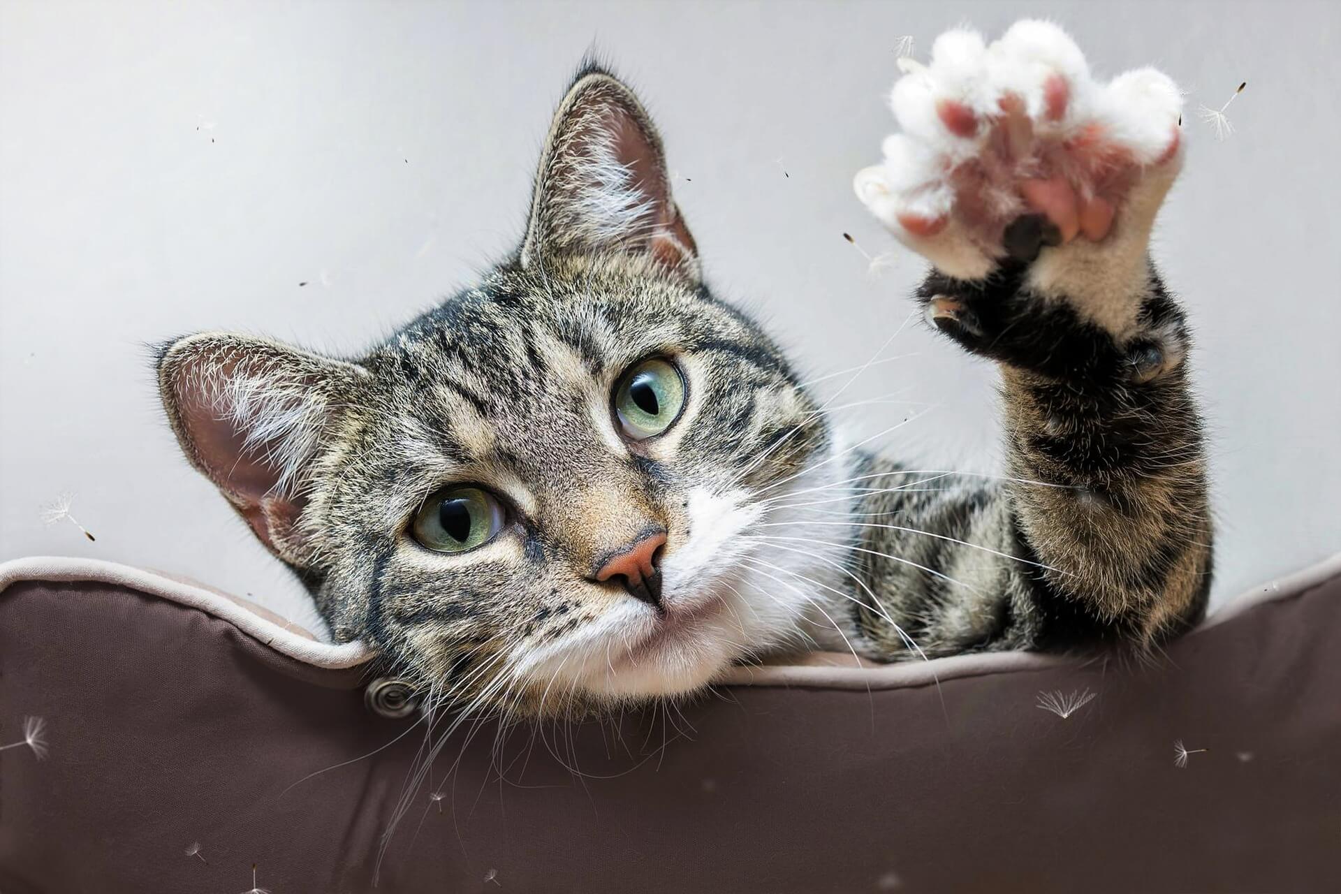 Katze zum Trickkünstler