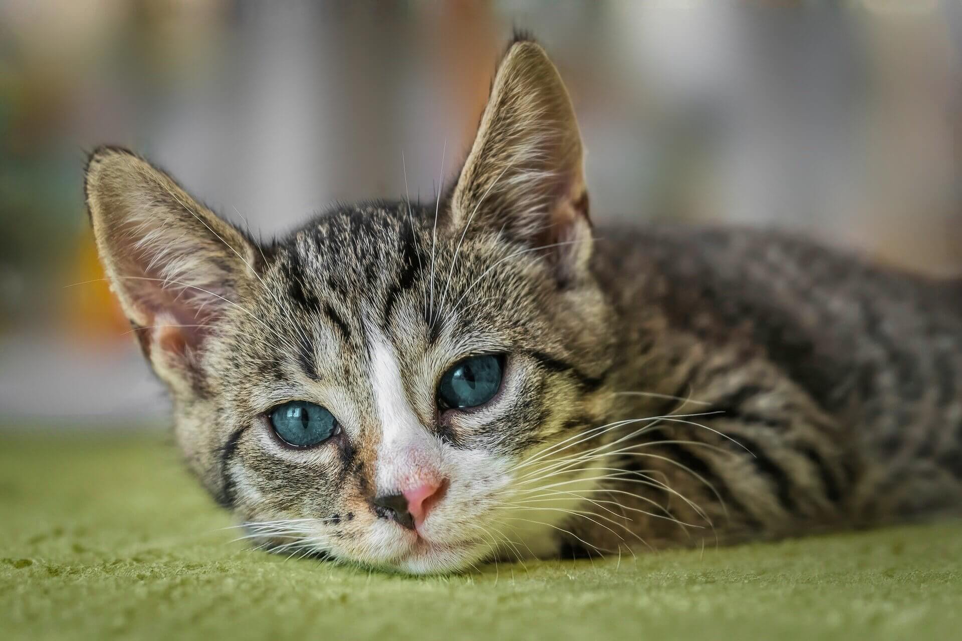 Katzen Tricks beibringen