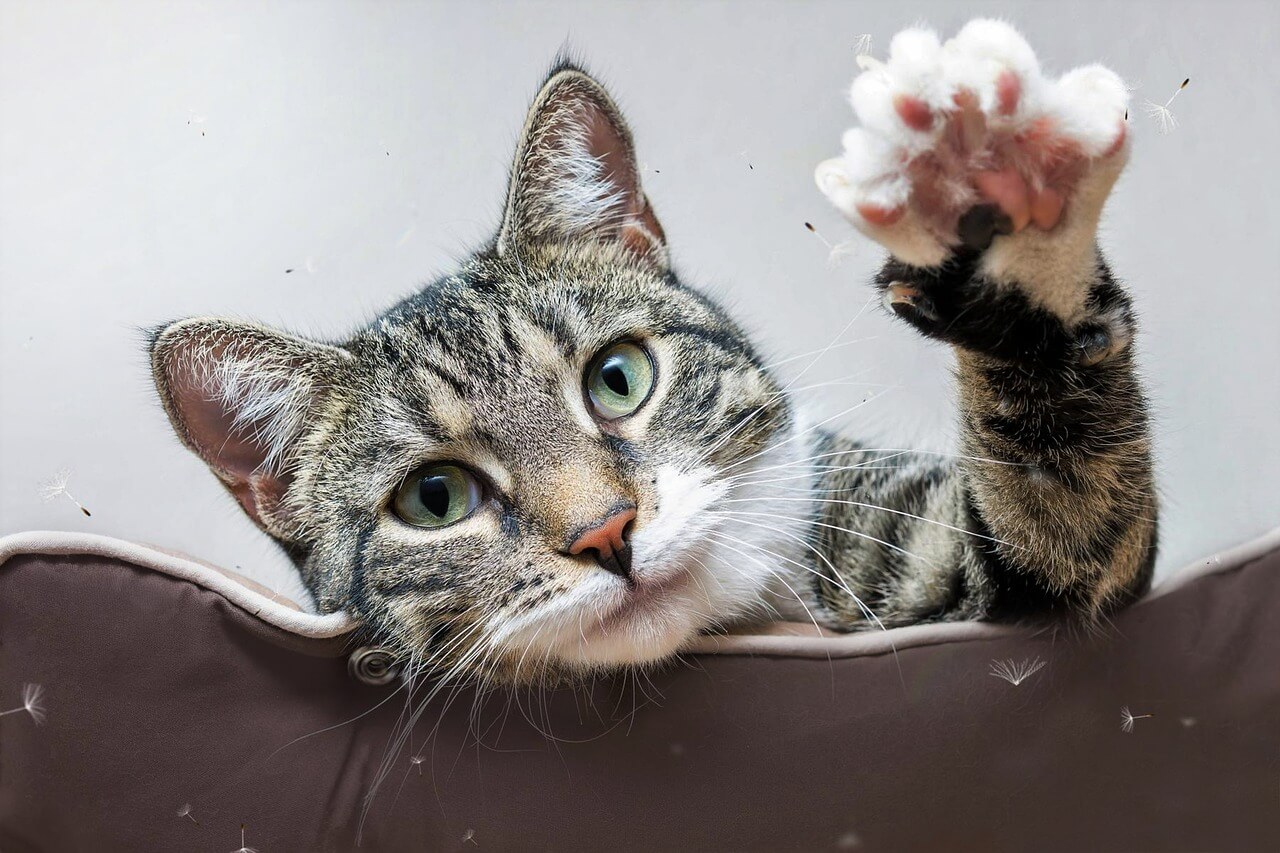 Katzen Tricks