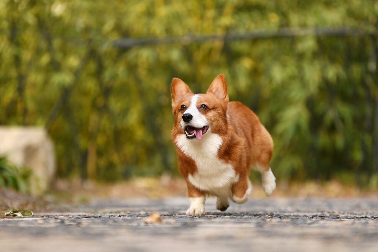 besten Hundewiesen in Österreich