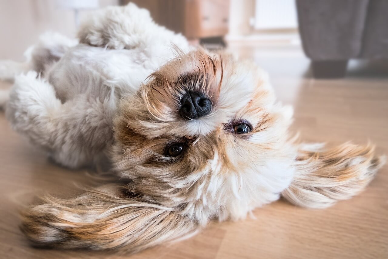 Hund Klagenfurt