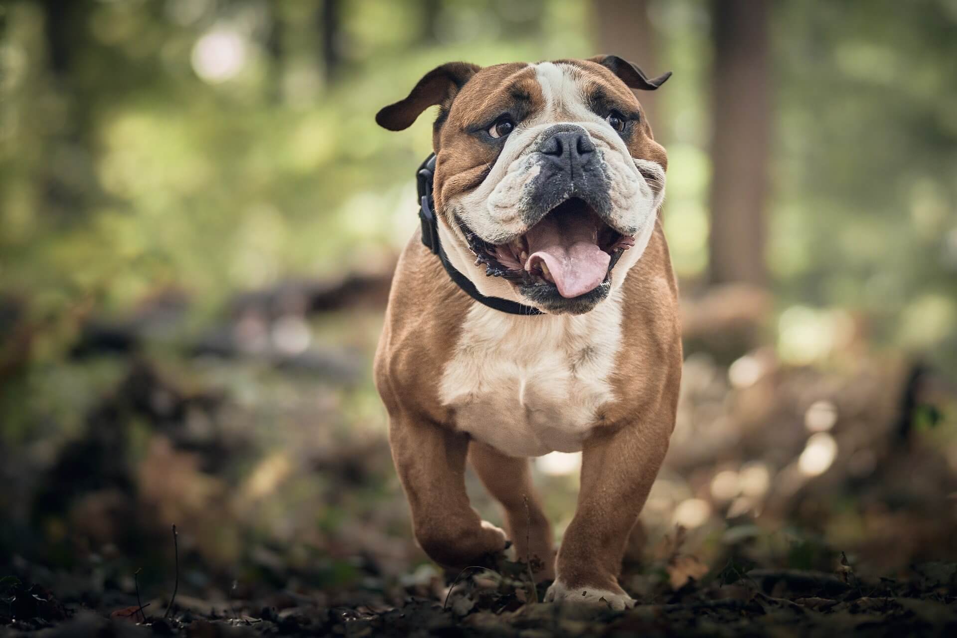 Hund spazieren