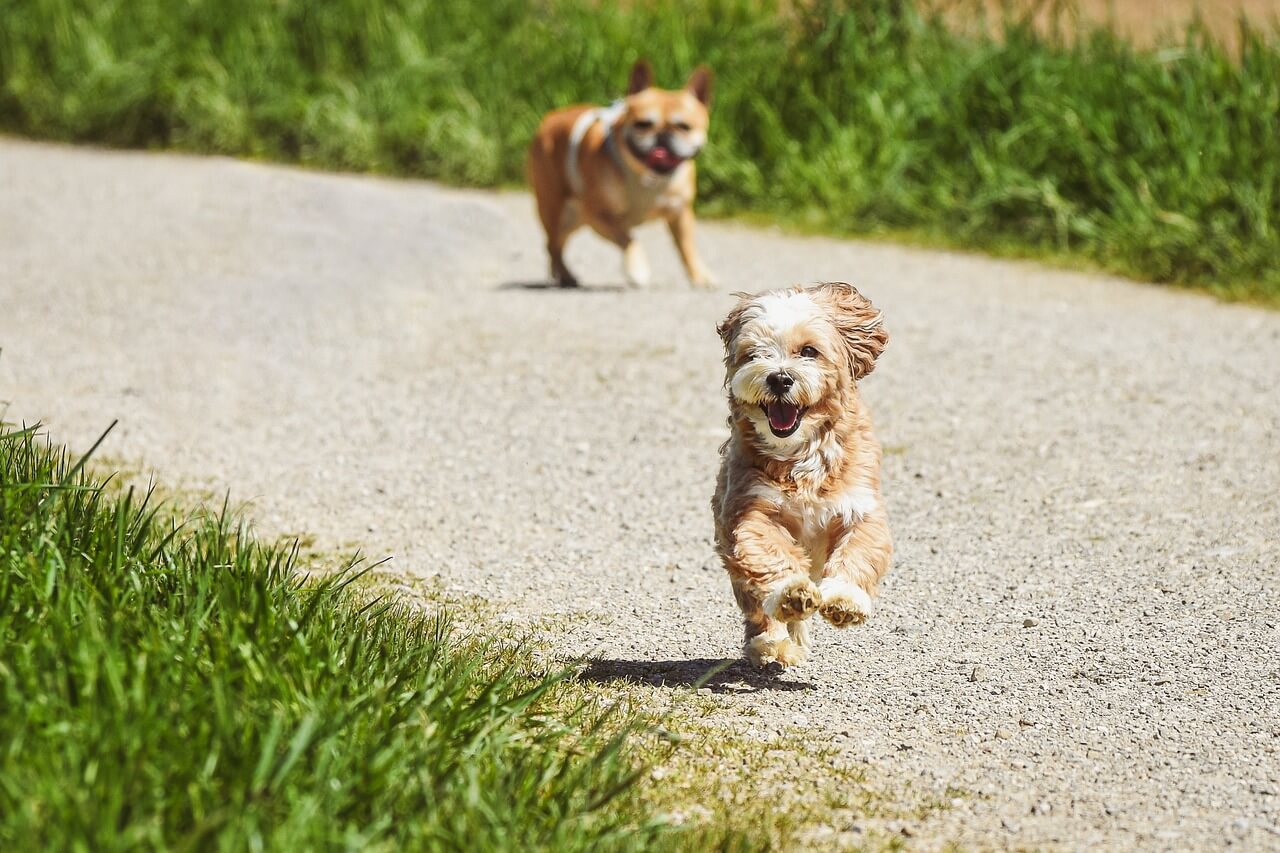 Hunde Outdoor Aktivitäten