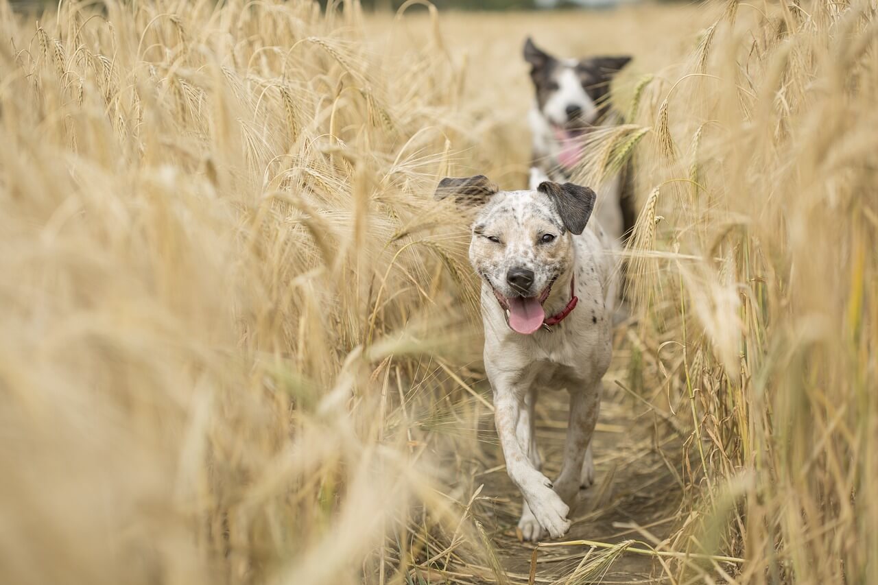 Hundesport