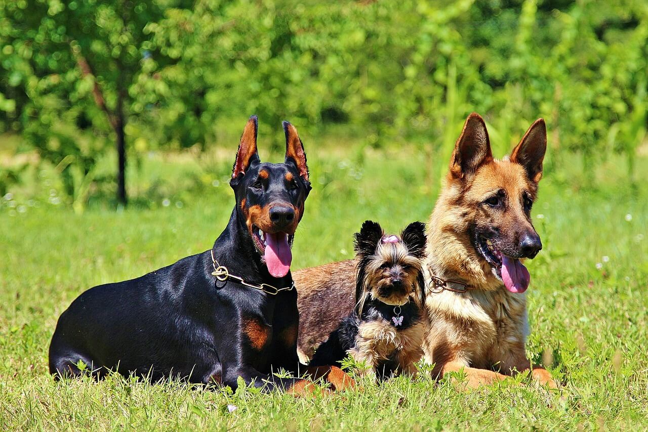 Soziale Aktivitäten für glückliche Hunde