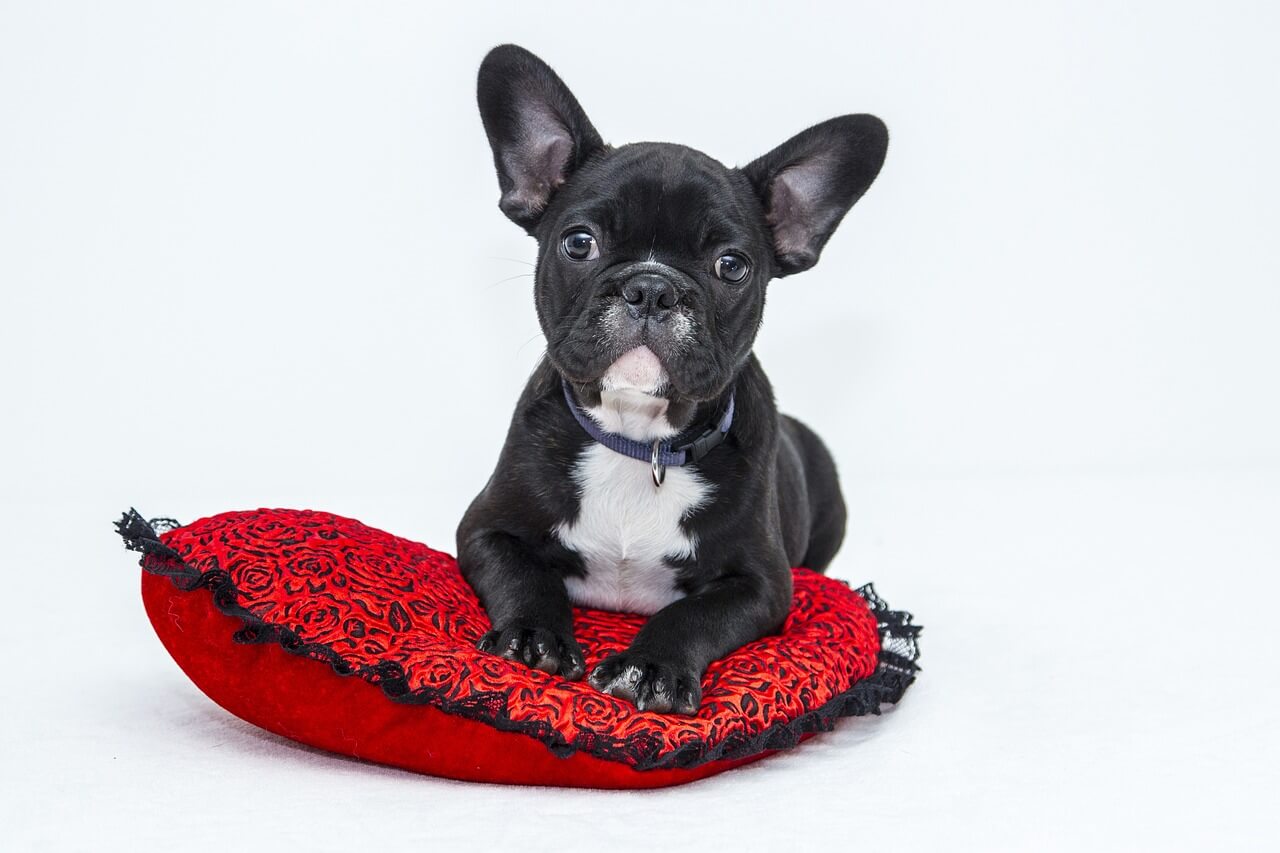 Hundefriseur Graz