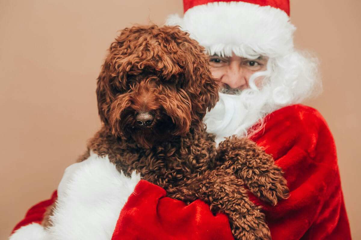 Hundefriseur Innsbruck