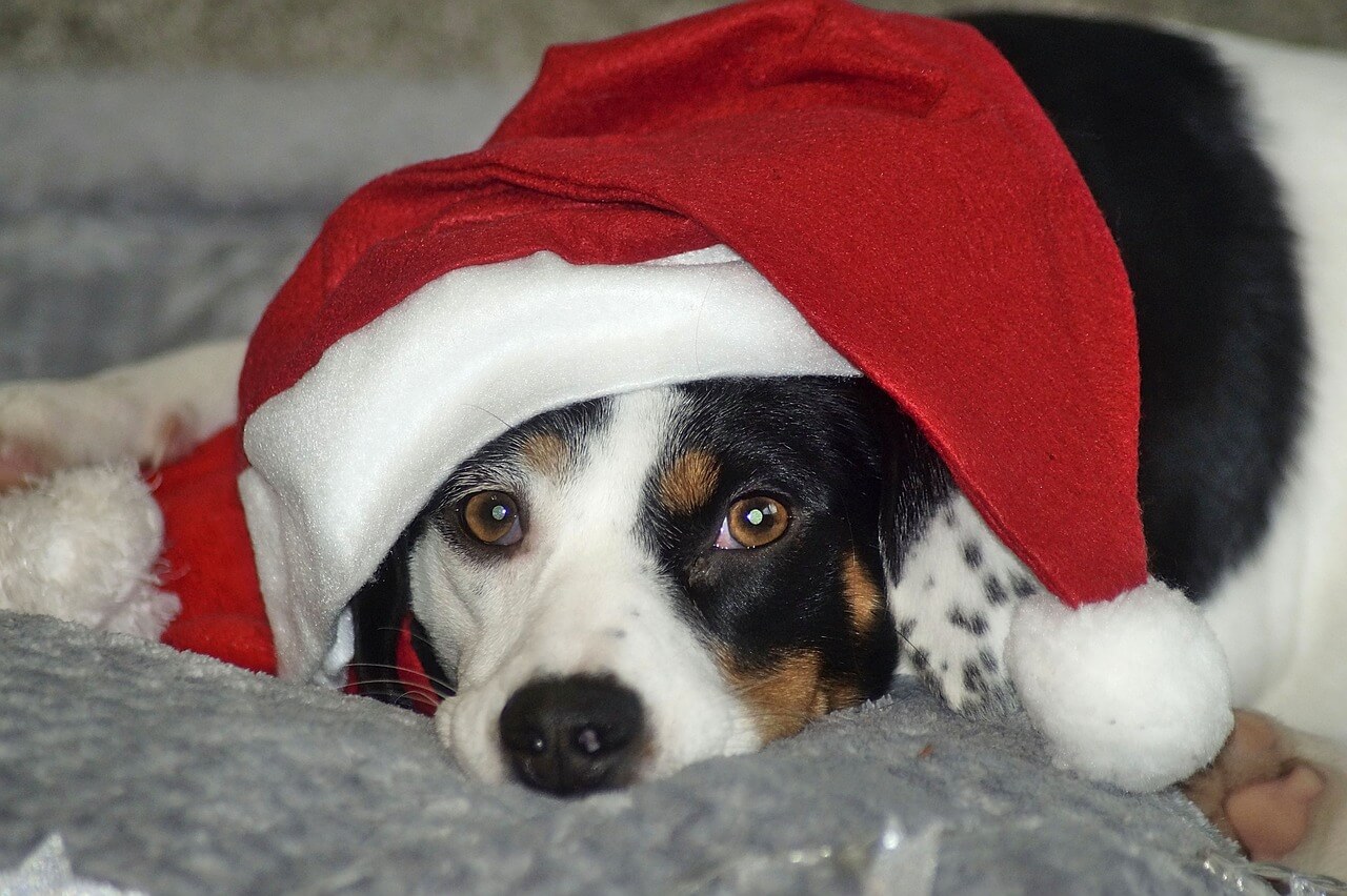 Hundefriseur Linz
