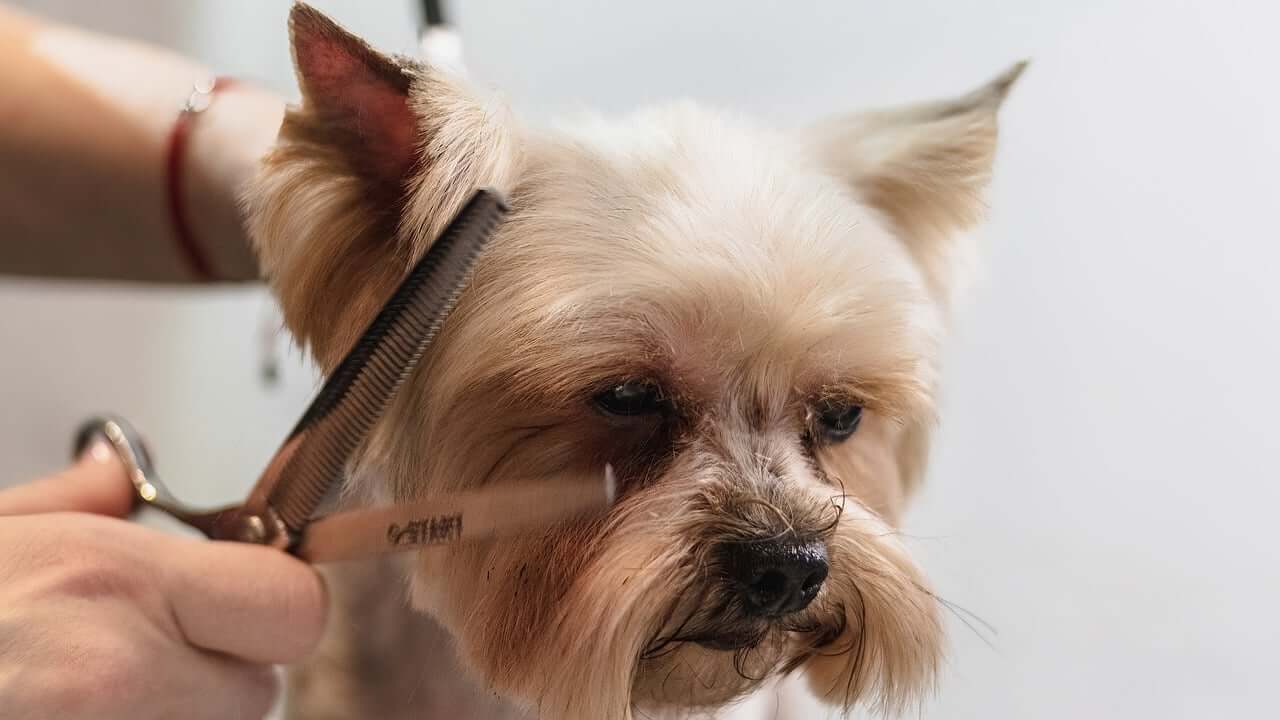 Hundefriseur Salzburg