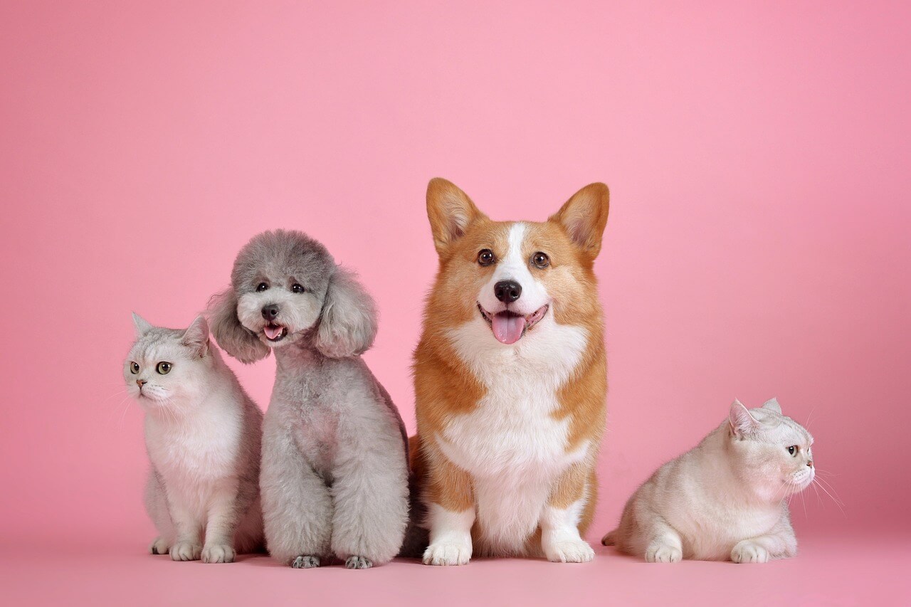 Hundefriseur Wien
