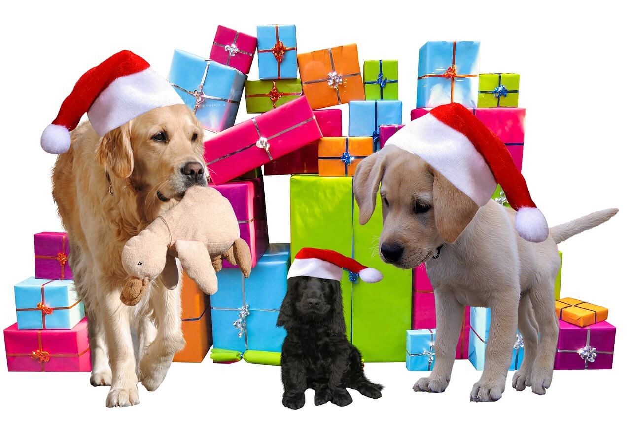 Hundefriseur Zeltweg