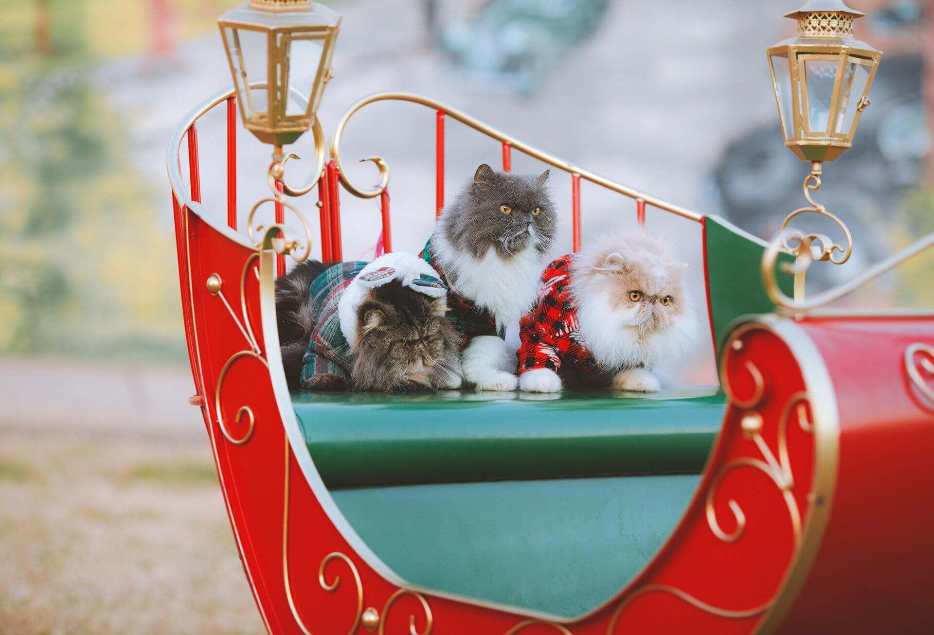 Weihnachten mit Katze