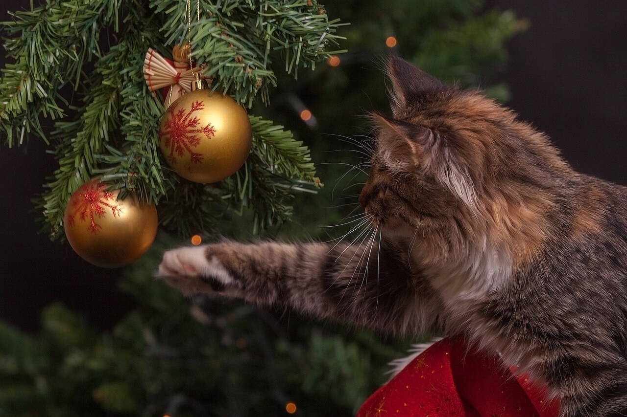 Weihnachtsbilder mit Katzen