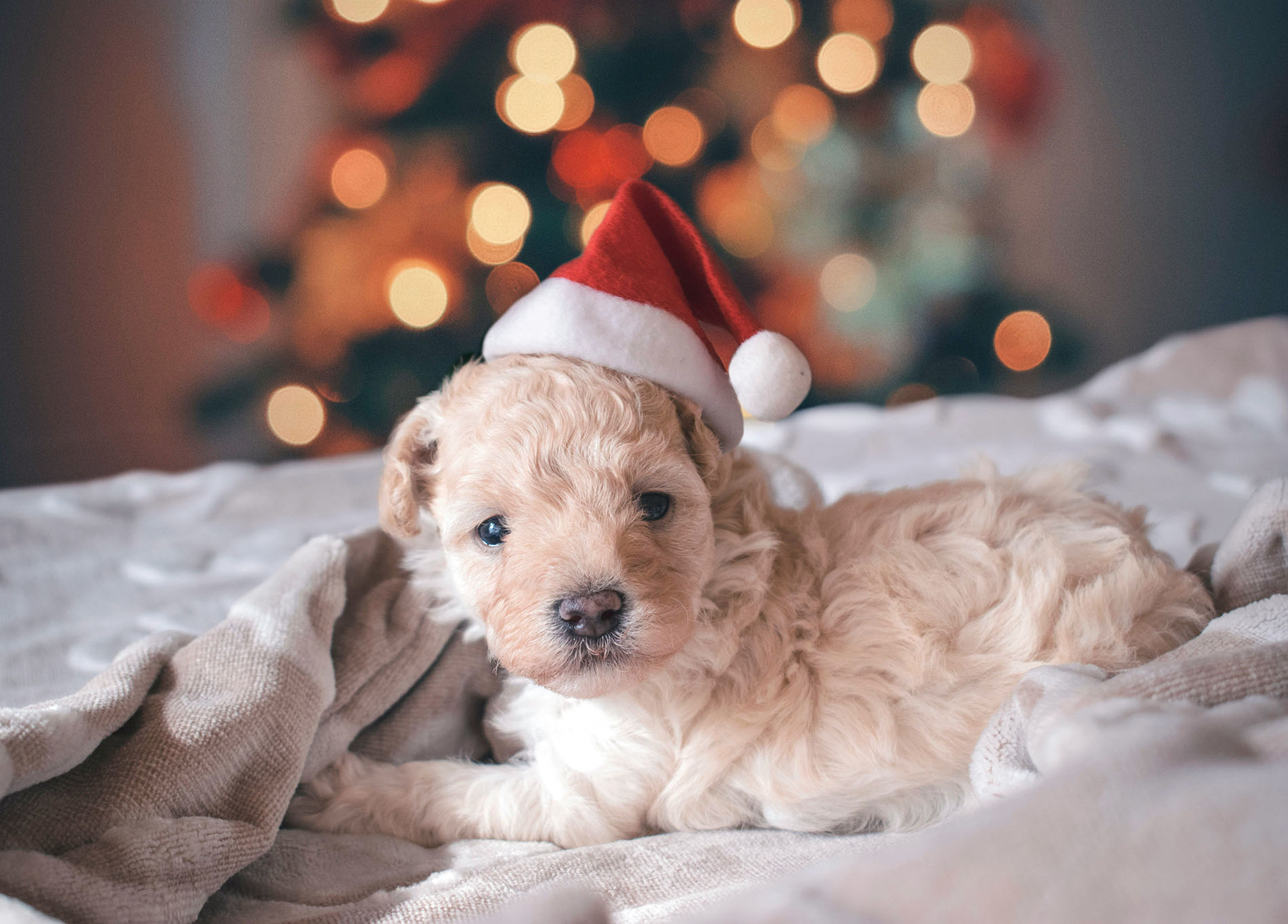 beste Weihnachten in Österreich