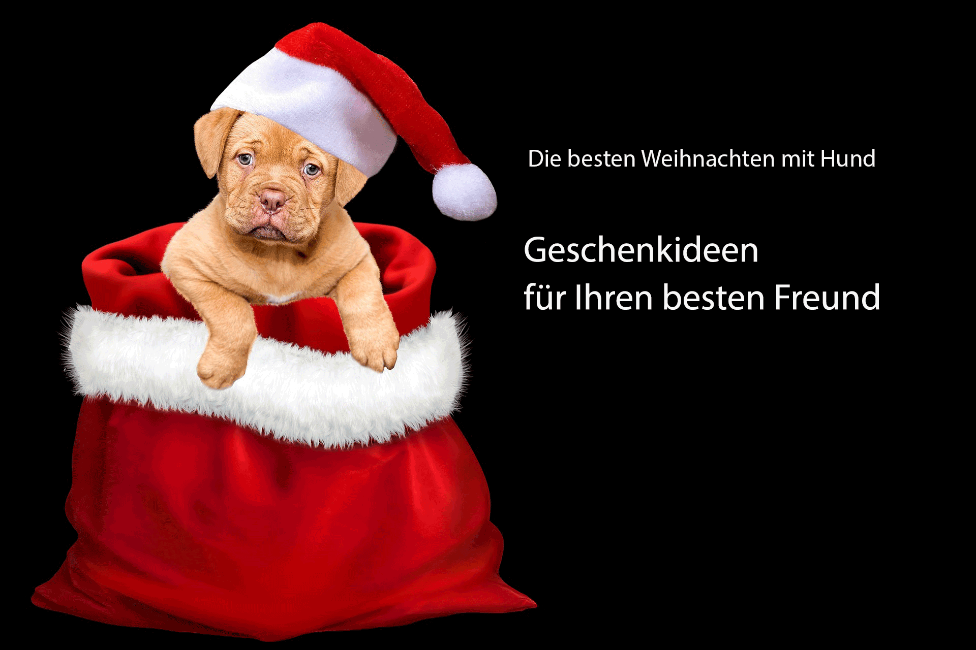 besten Weihnachten mit Hund