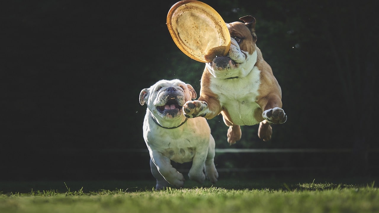 Hunde aktivitäten in park