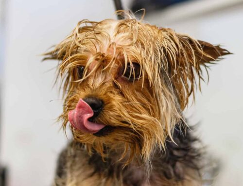 Hundefriseur in Wien finden – Online-Termin in der Nähe buchen