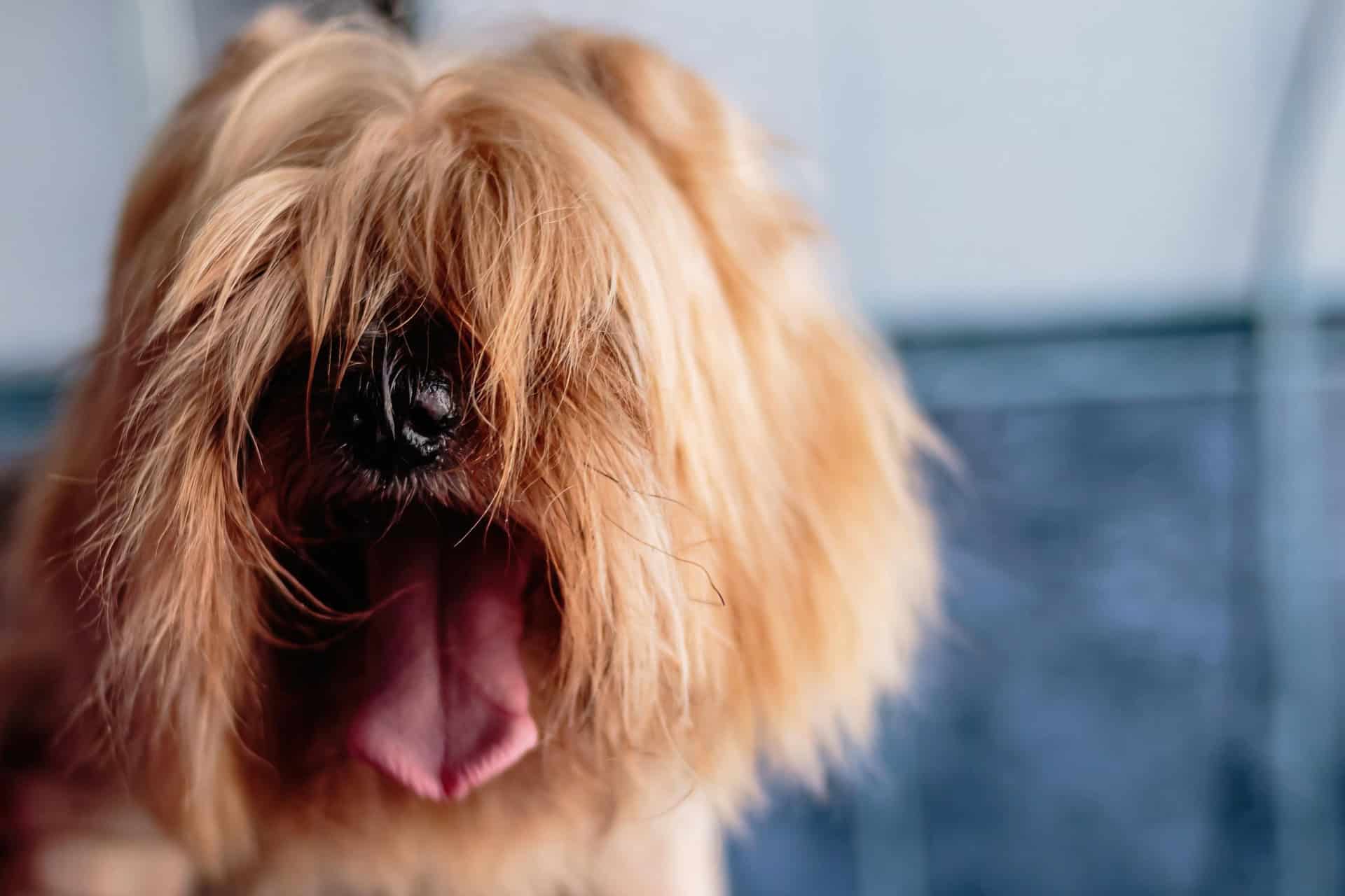Einen seriösen Hundefriseur in Wien