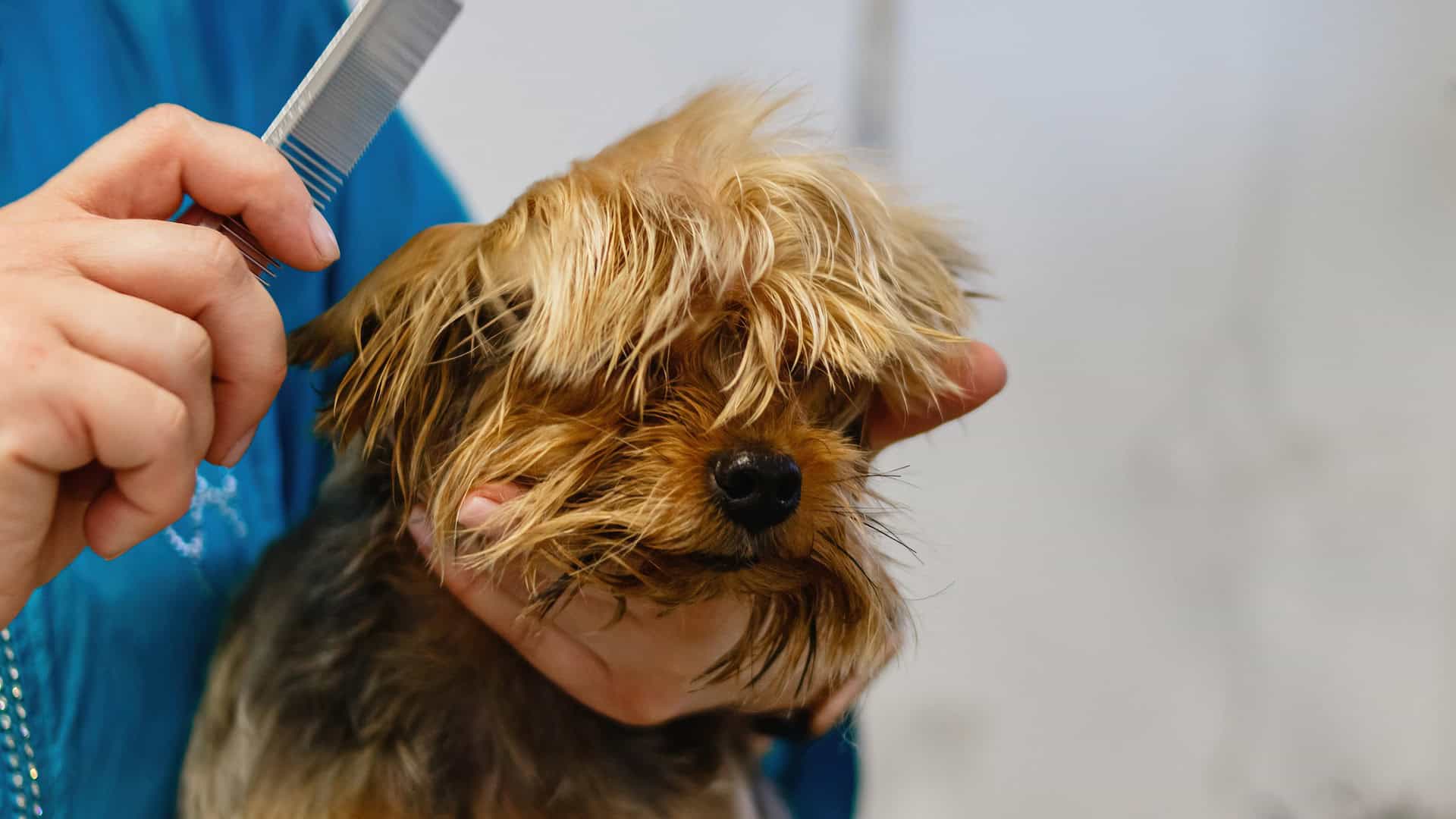 Hundefriseur in Wien mit Online-Termin buchen