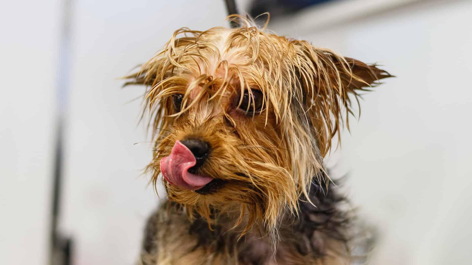 Hundefriseur in meiner Nähe in Wien