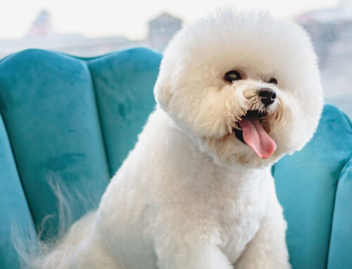 Beste Hundefriseure in Wien: Top-Adressen für stilvolle Pfotenfrisuren
