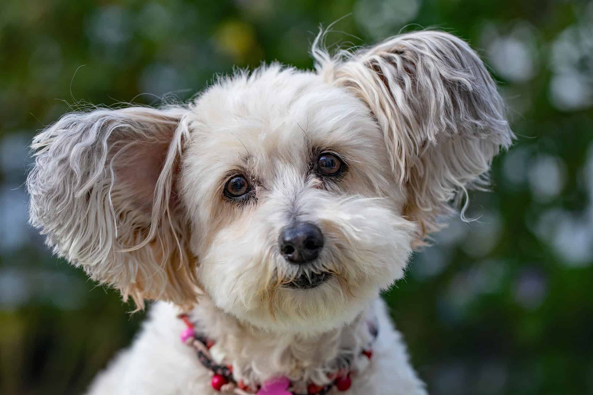fotenpflege für Hunde