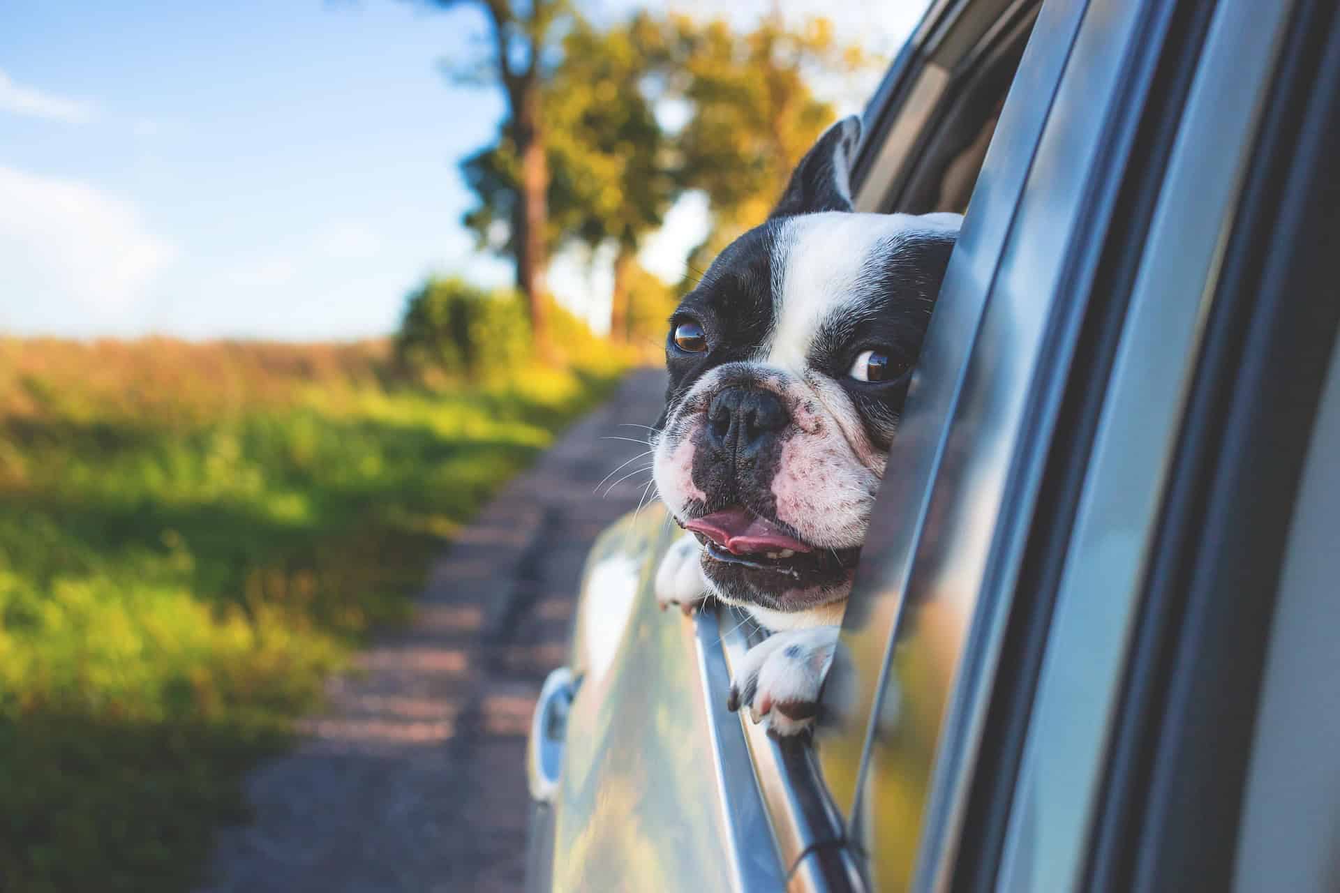 Transport des Hundes Wien