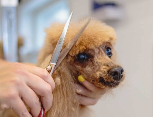 Hundesalons in Wien: Die 3 besten Adressen für stylische Hunde