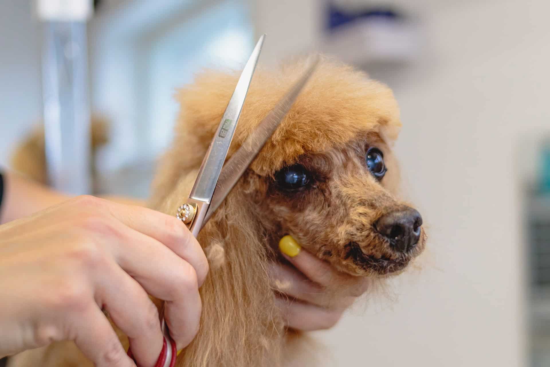 beste hundesalon in wien